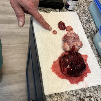 Placerville Animal Wellness - These are the cancerous growths Dr Raymond removed from Chewys tiny body. - Veterinarians Near Me - Placerville, California Placerville Animal Wellness - These are the cancerous growths Dr Raymond removed from Chewys tiny body. - Veterinarians Near Me - Placerville, California