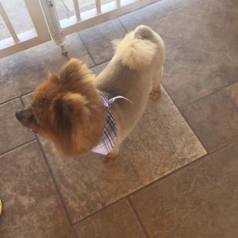 Splash Doggie - Lion cut - Pet Groomers Near Me - Burbank, California Splash Doggie - Lion cut - Pet Groomers Near Me - Burbank, California