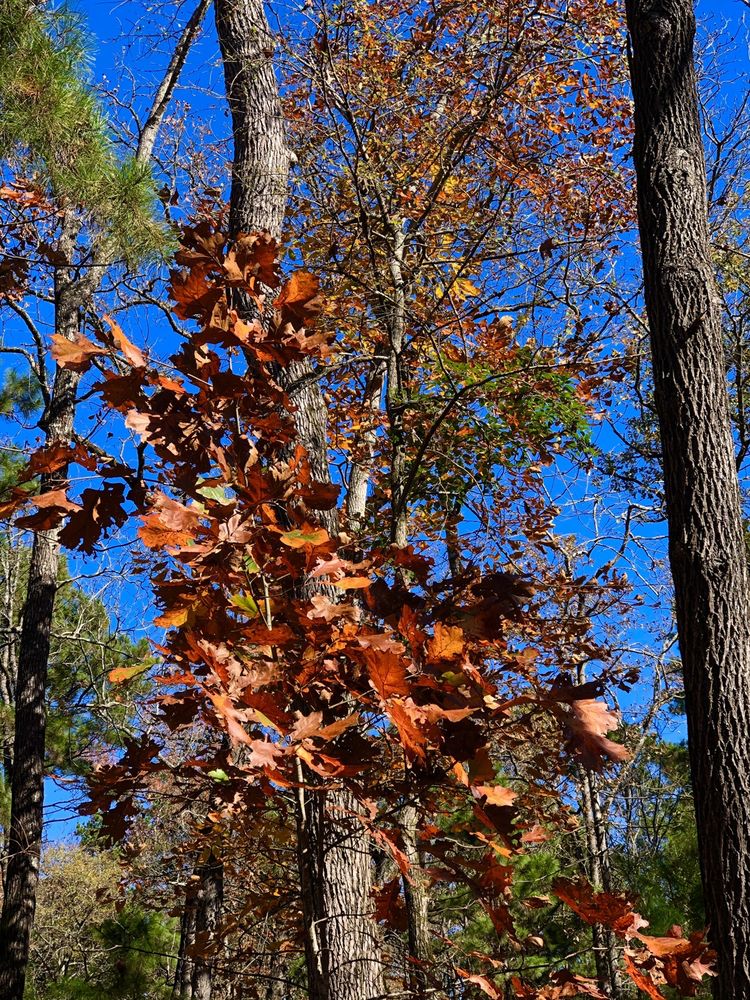 TYLER STATE PARK intelligence overview