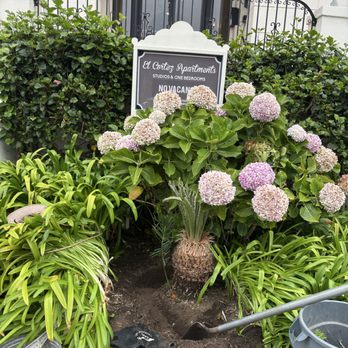 Aquatlan Landscaping - Transplanted sagos palms - Landscaping Near Me Aquatlan Landscaping - Transplanted sagos palms - Landscaping Near Me