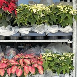 Carter's Ace Hardware - Poinsettia plants for sale.