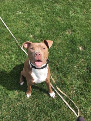 4 legged friends daycare and boarding