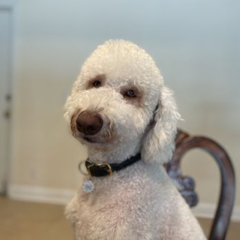 UC Barkley - After - Pet Groomers Near Me - Lake Forest, California