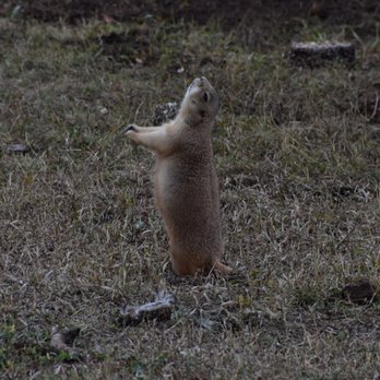 Custer State Park - Prairie Dog giving warning - Parks Near Me - Custer, South Dakota Custer State Park - Prairie Dog giving warning - Parks Near Me - Custer, South Dakota