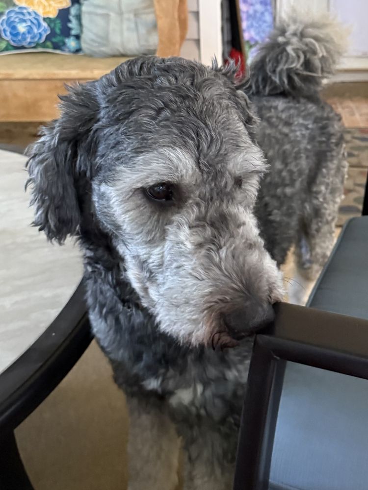 Best Paws - pet boarding facility in Leeds, AL