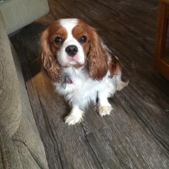 Unleashed by Petco - All clean! - Pet Training Near Me - Carlsbad, California