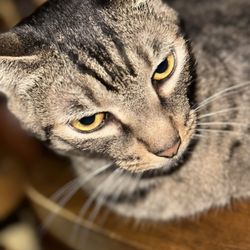 Westwood Animal Hospital - Cat
