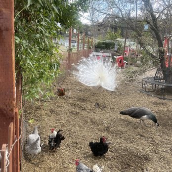 Farmhouse Getaways - Chicken, peacock and duck coop - Vacation Rentals Near Me