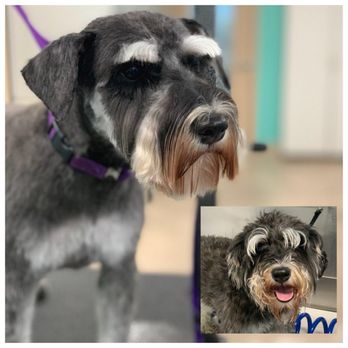 Stylin Paws - Pet Groomers Near Me - Des Moines, Iowa