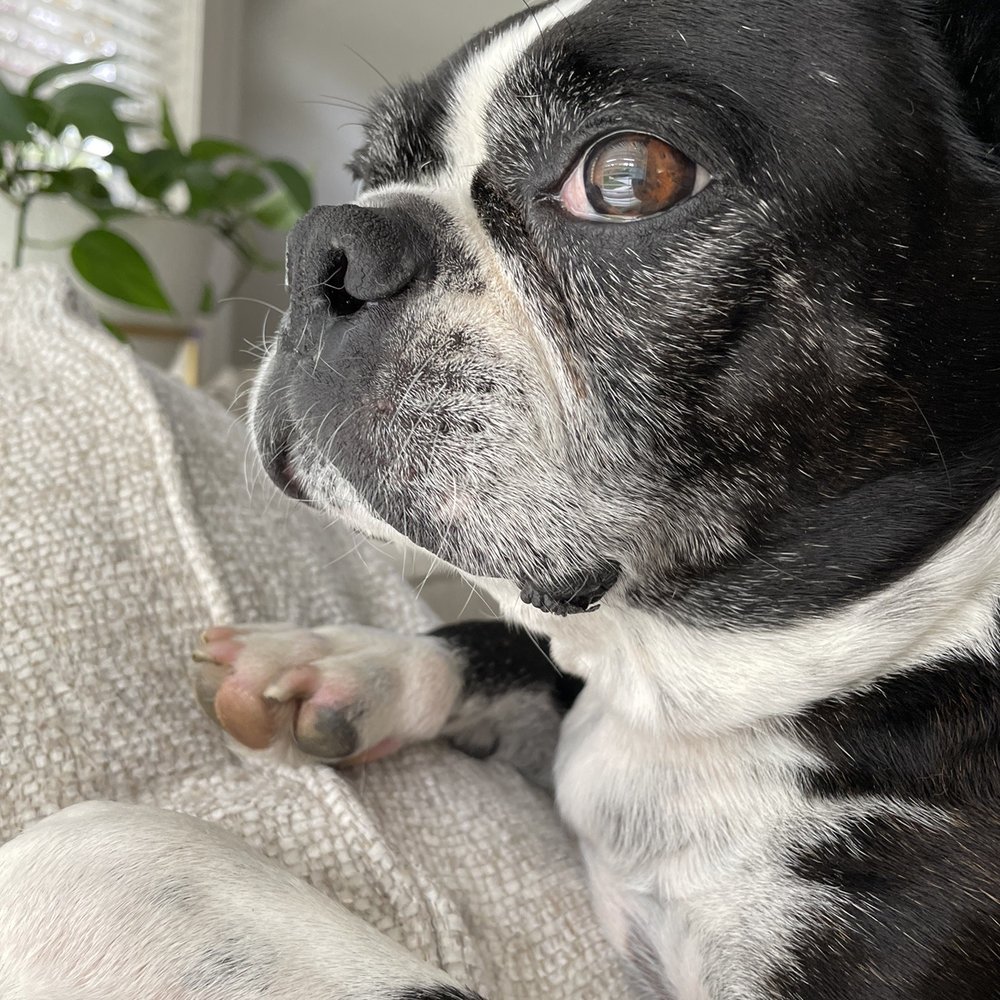 BluePearl - Overland Park - Veterinarians Near Me - Overland Park, Kansas