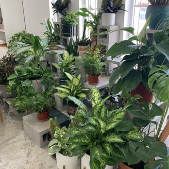 Flora Couture - More beautiful plants - Florists Near Me - Las Vegas, Nevada Flora Couture - More beautiful plants - Florists Near Me - Las Vegas, Nevada