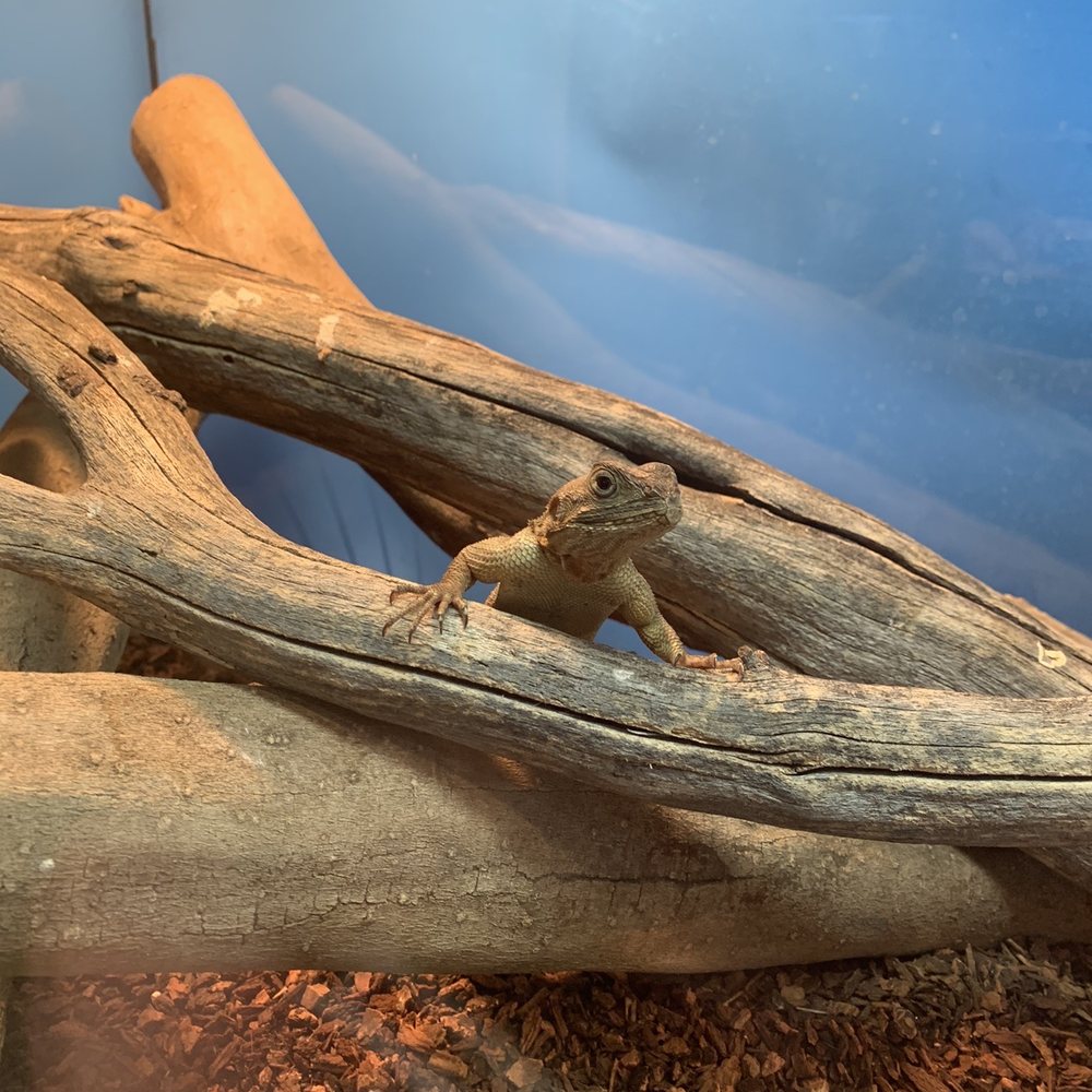 Beast Pets & Supplies - Red-Headed Agama - Reptile Shops Near Me - Spring Valley, California Beast Pets & Supplies - Red-Headed Agama - Reptile Shops Near Me - Spring Valley, California