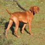 Photo of Red Dog Ranch Vizslas