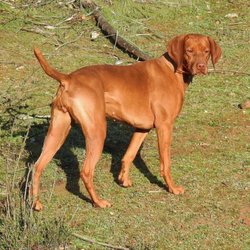 Red Dog Ranch Vizslas