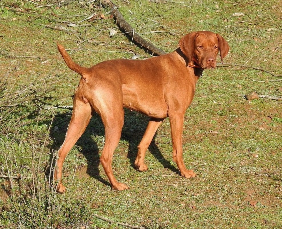 RED DOG RANCH VIZSLAS Updated September 2024 Ramona, California