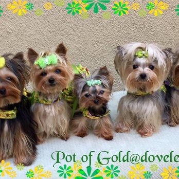 Avenida Animal Hospital - 5 yorkies - Veterinarians Near Me - San Clemente, California Avenida Animal Hospital - 5 yorkies - Veterinarians Near Me - San Clemente, California