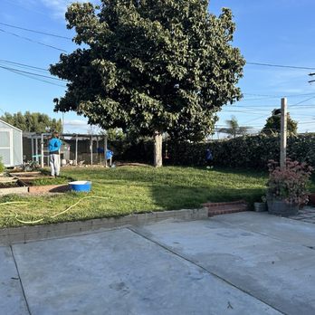 Octavio's Tree Service - Before - Tree Services Near Me Octavio's Tree Service - Before - Tree Services Near Me