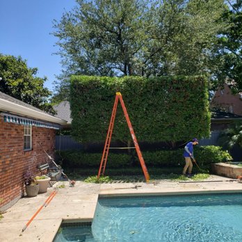 L&B Professional Tree Services - Hedge faced and topped for a customer in metairie - Tree Services Near Me L&B Professional Tree Services - Hedge faced and topped for a customer in metairie - Tree Services Near Me