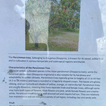 Fishers AgriPark - Persimmon Tree info - Farms Near Me - Fishers, Indiana