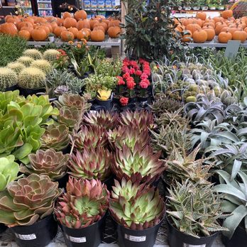 The Home Depot - Larger succulents! - Nurseries & Gardening Near Me - Pomona, California