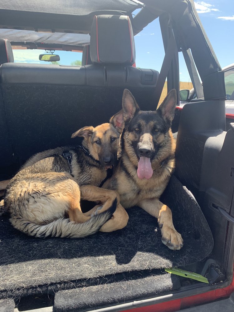 two blondes all breeds rescue