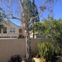 Photo of Jayson’s Tree Service
