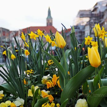 København - City - København, Danmark in the Springtime. I was here before, in another lifetime *sigh* - Copenhagen, 84 København - City - København, Danmark in the Springtime. I was here before, in another lifetime *sigh* - Copenhagen, 84