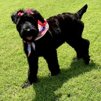 Wizard of Pawz - Before and after photos! - Pet Groomers Near Me Wizard of Pawz - Before and after photos! - Pet Groomers Near Me