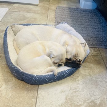 Pug Perfection Puppies - Pet Breeders Near Me