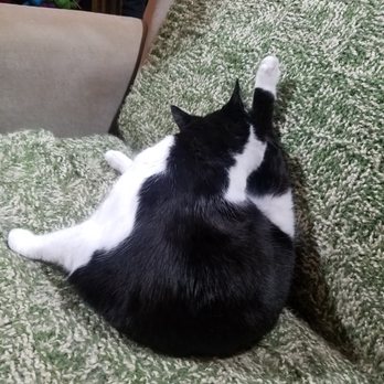 Apples To Oranges - Cutest kitty taking a bath in a yarn store. - Arts & Crafts Near Me - Silverton, Oregon