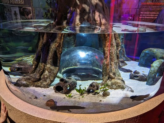 SEA LIFE Orlando Aquarium by null