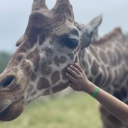 Timbavati Wildlife Park