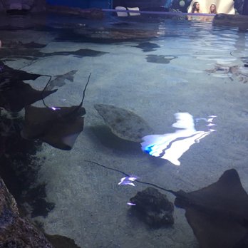 Austin Aquarium - Aquariums Near Me - Austin, Texas