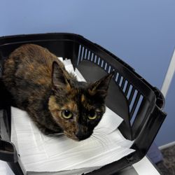 Clinica Veterinaria San Anton - I just bring her in clinic