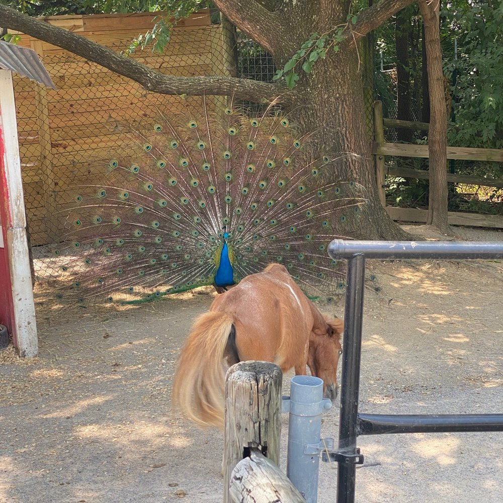 Chattanooga Zoo At Warner Park - Amusement Parks Near Me - Chattanooga, Tennessee