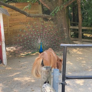 Chattanooga Zoo At Warner Park - Amusement Parks Near Me - Chattanooga, Tennessee Chattanooga Zoo At Warner Park - Amusement Parks Near Me - Chattanooga, Tennessee