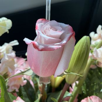 Kikilis Florist - Such a fresh rose! - Florists Near Me - Tarpon Springs, Florida Kikilis Florist - Such a fresh rose! - Florists Near Me - Tarpon Springs, Florida