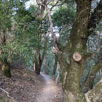 Long Ridge Open Space Preserve - Back down in the woods - Parks Near Me - Cupertino, California