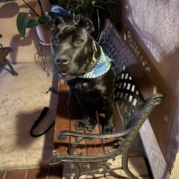Cal State Dog Supplies - My Sons Pet...Odin - Pet Stores Near Me - Covina, California Cal State Dog Supplies - My Sons Pet...Odin - Pet Stores Near Me - Covina, California