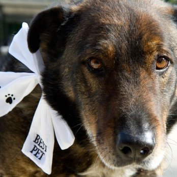 Padua Weddings - My cute dog... Not party of wedding, but yea. - Venues & Event Spaces Near Me - Claremont, California