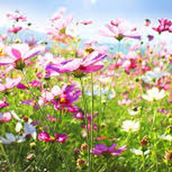 Bigfoot Lawn Services - a field of pink and white flowers - Landscaping Near Me - Sheridan, Oregon Bigfoot Lawn Services - a field of pink and white flowers - Landscaping Near Me - Sheridan, Oregon
