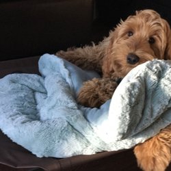 One Good Dog - Labradoodle puppy
