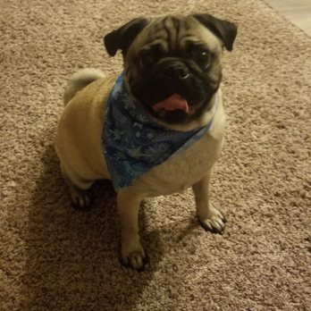 Puppy Momo's Mobile Grooming - Grayson after his spa day. - Pet Groomers Near Me
