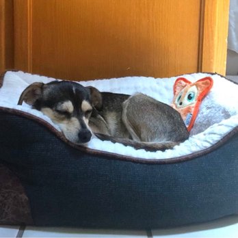 Milo Foundation - Pet Adoption Near Me - Point Richmond, California