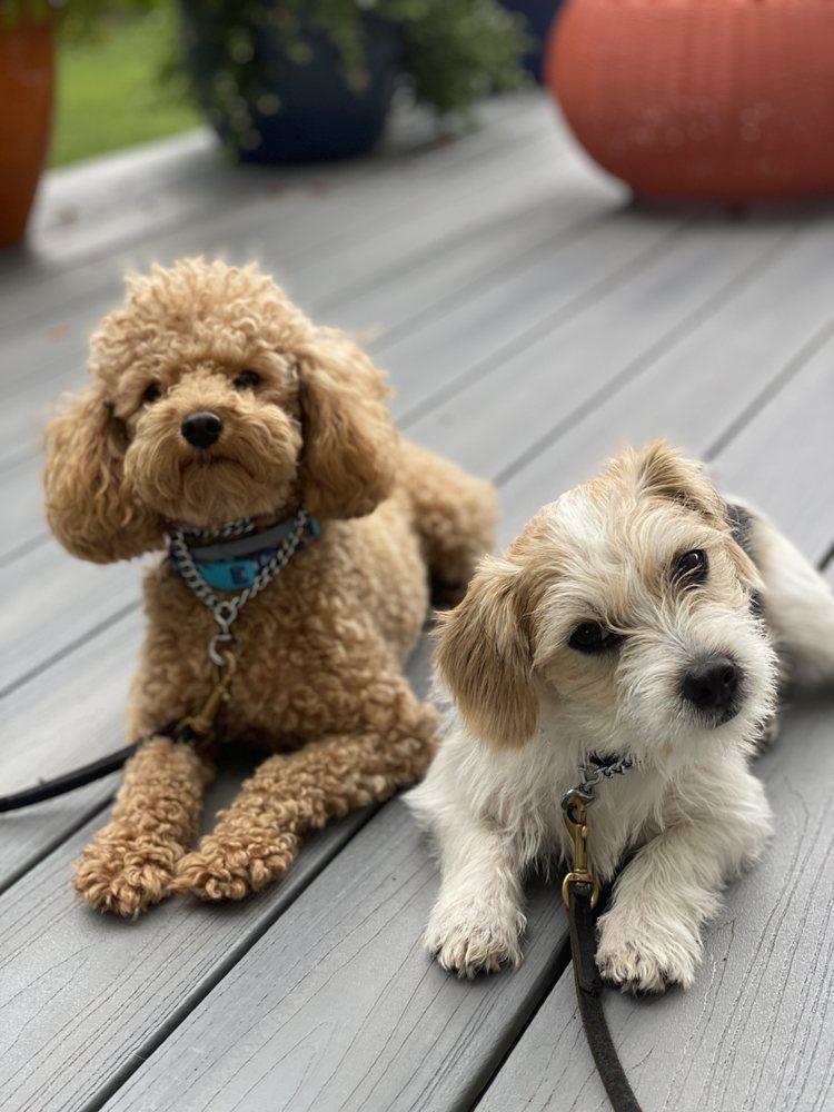 K9 KORNER Updated August 2024 37 Photos 736 WilkesBarre Twp Blvd