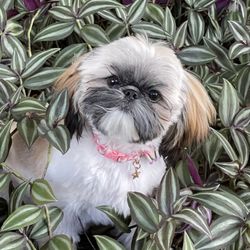 Precision Kuts Pet Grooming Gift Card