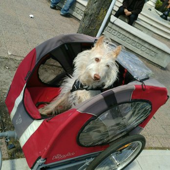 Alexander the Great Parkette - Sweet dog waiting patiently for it's owner. - Parks Near Me - Toronto, Ontario Alexander the Great Parkette - Sweet dog waiting patiently for it's owner. - Parks Near Me - Toronto, Ontario