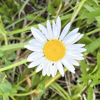 Big River State Park - Spring flowers - Hiking Near Me - Mendocino, California Big River State Park - Spring flowers - Hiking Near Me - Mendocino, California