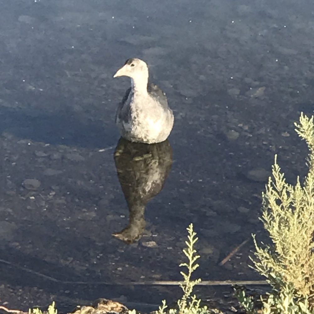 Cornerstone Park - Checking ne out for food? - Lakes Near Me - Henderson, Nevada
