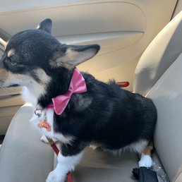 Gidget post appointment